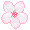 Sakura Flowers