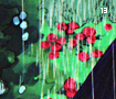 gardenshowers13