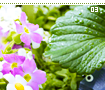 intheflowers03