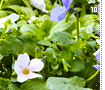 intheflowers10