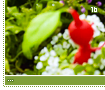 intheflowers16