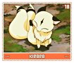 kirara18