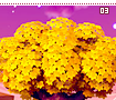 newleaffall03