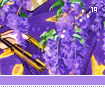 wisteria19
